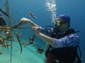 Cleaning algae off of staghorn coral trees